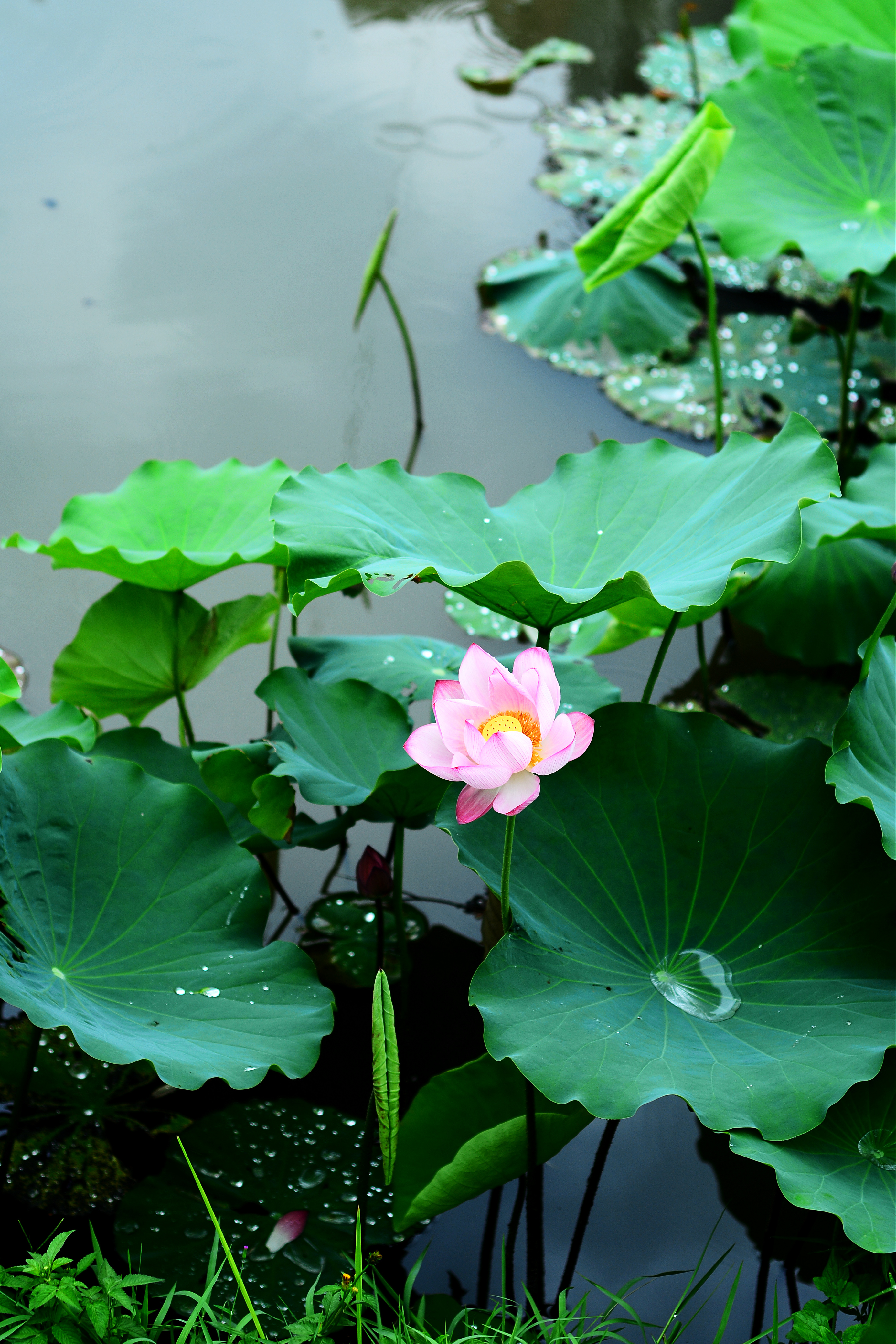 雨后荷花