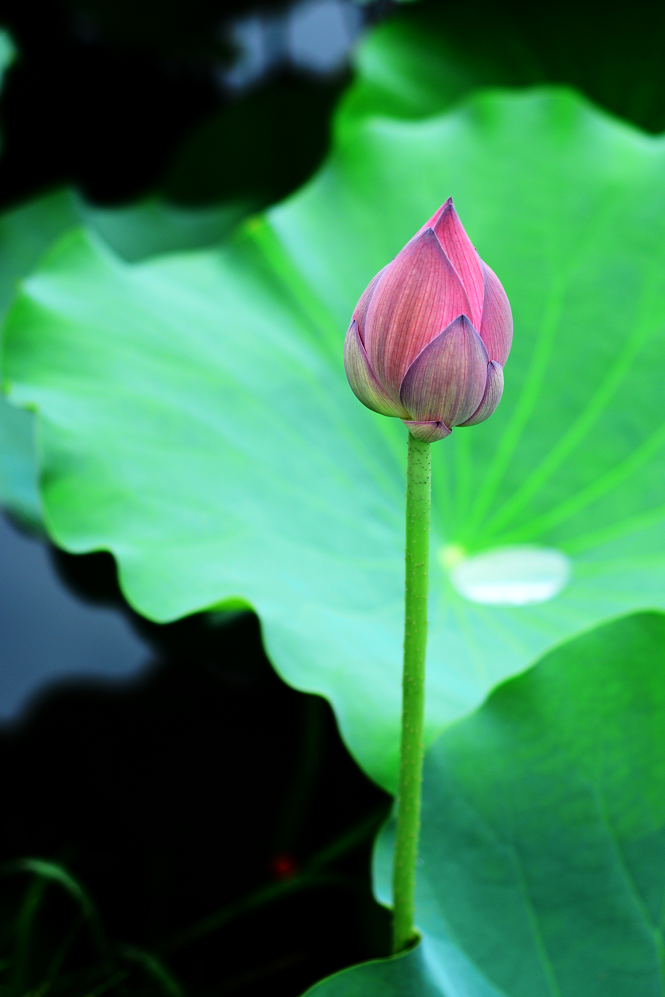 雨后荷花