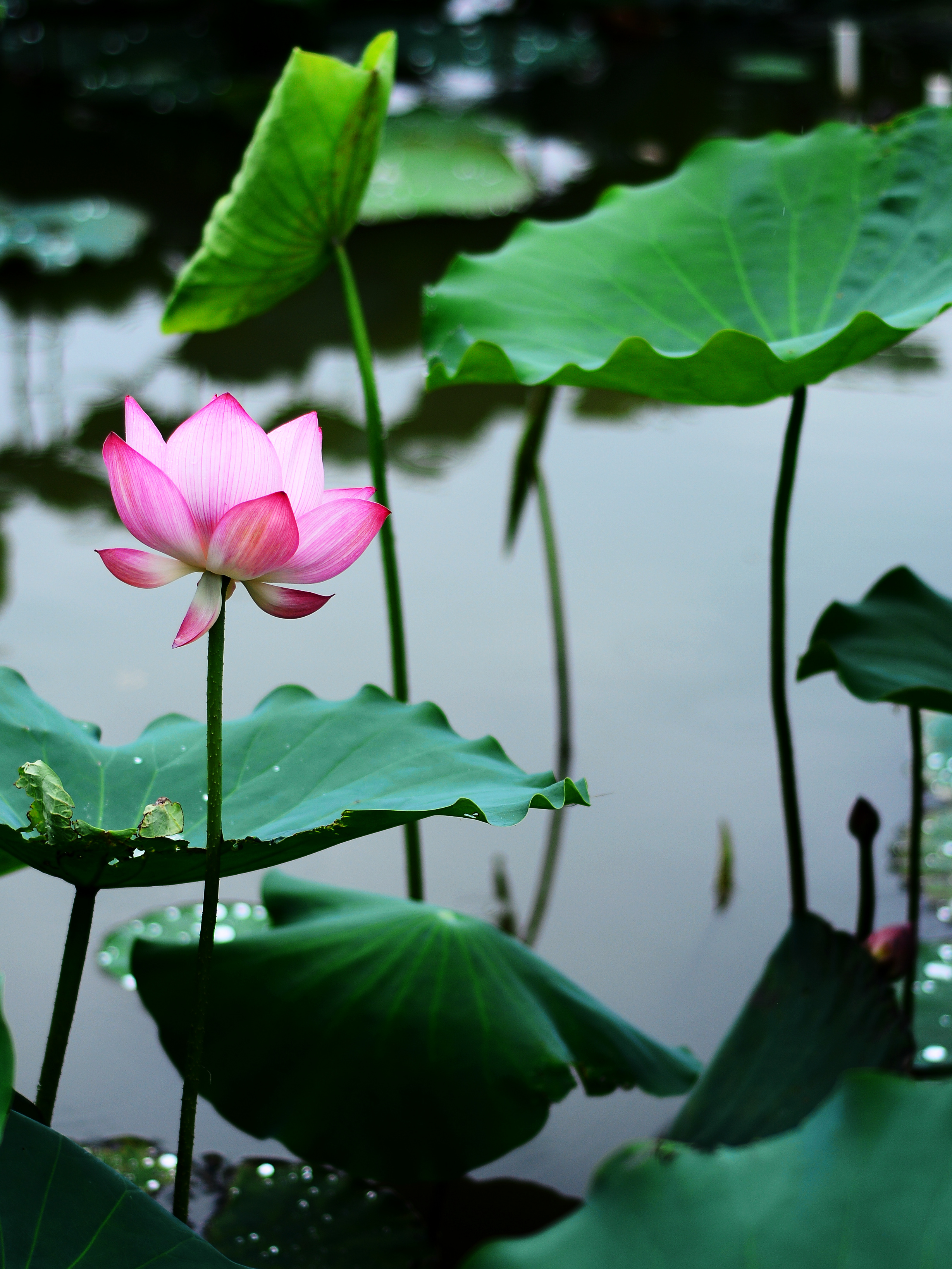 雨后荷花