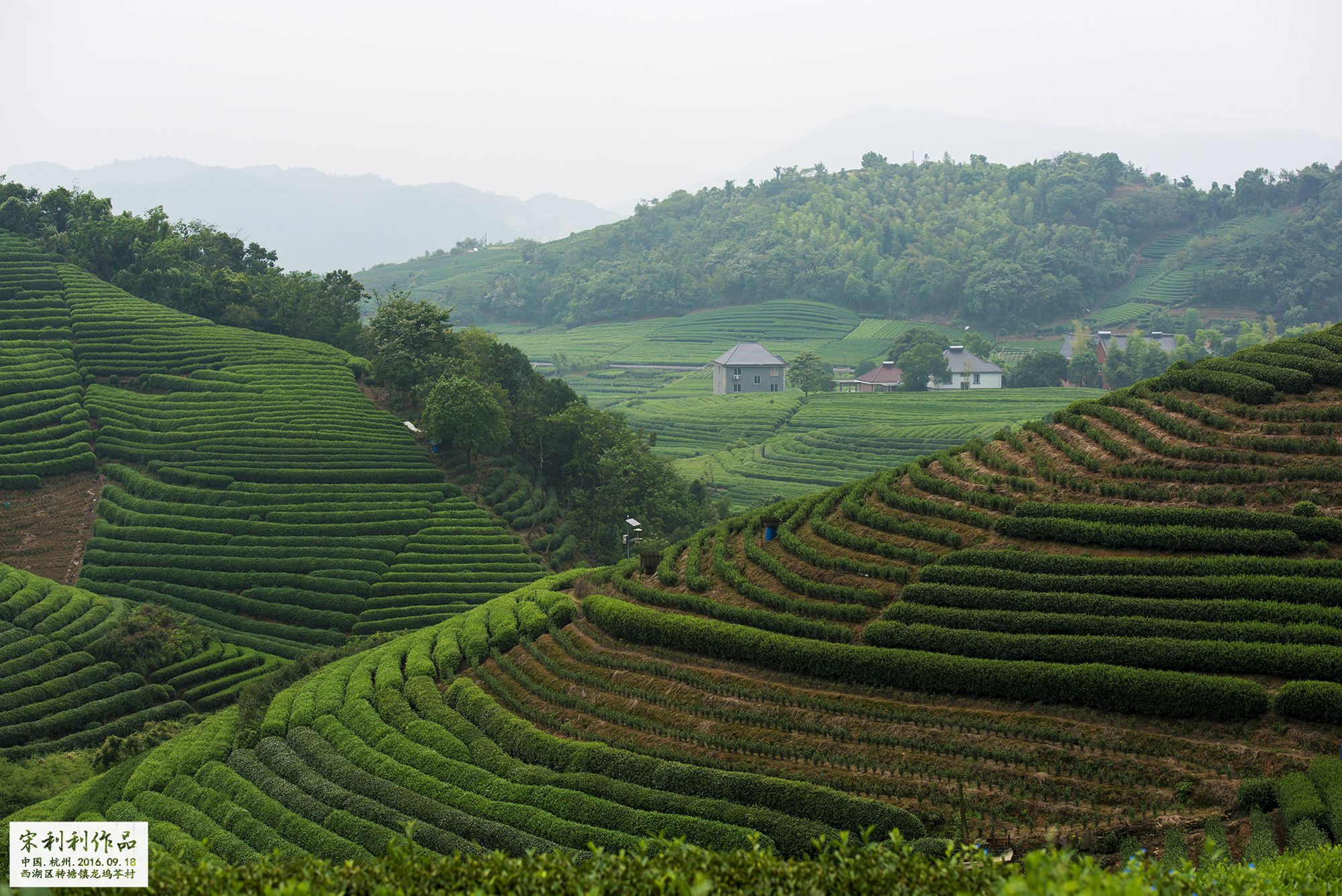 杭州龙坞茶村