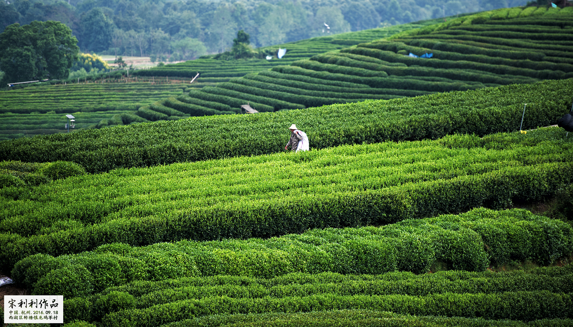 杭州龙坞茶村