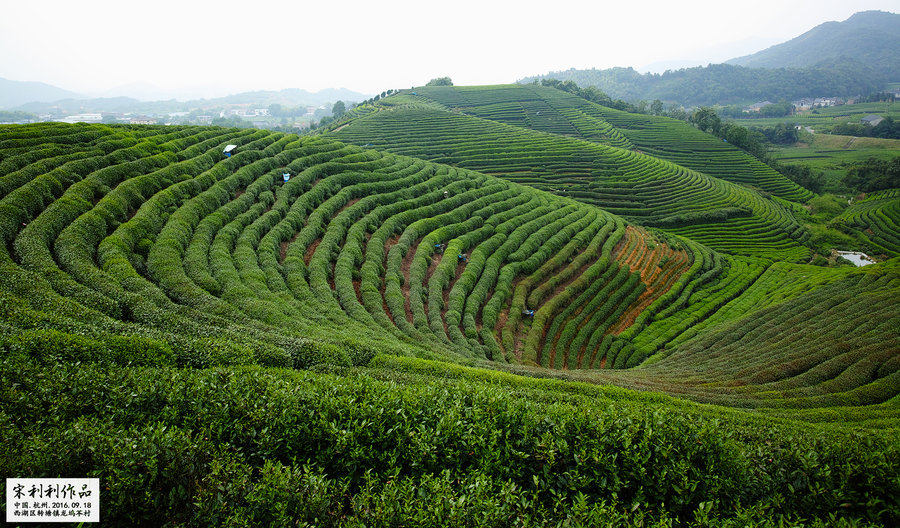 杭州龙坞茶村