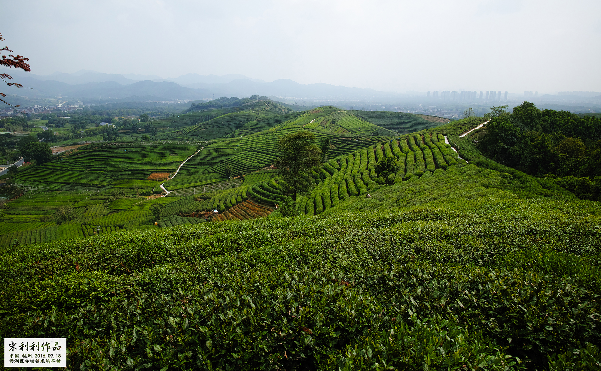 杭州龙坞茶村