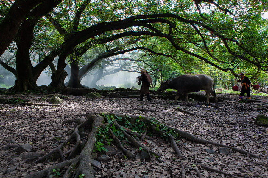 榕树下_风光摄影论坛_太平洋电脑网产品论坛