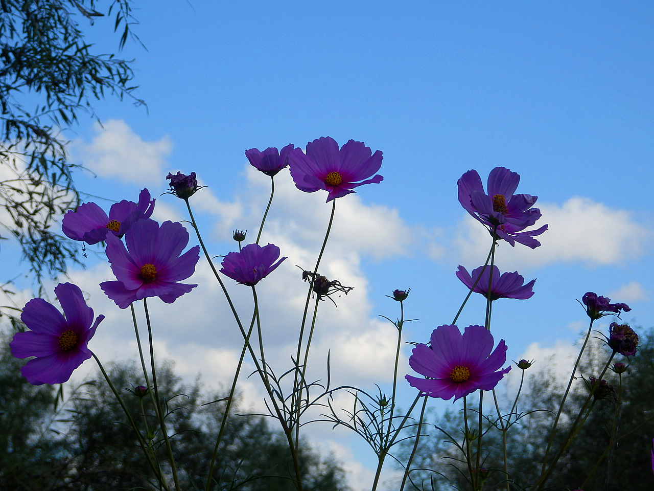 格桑花