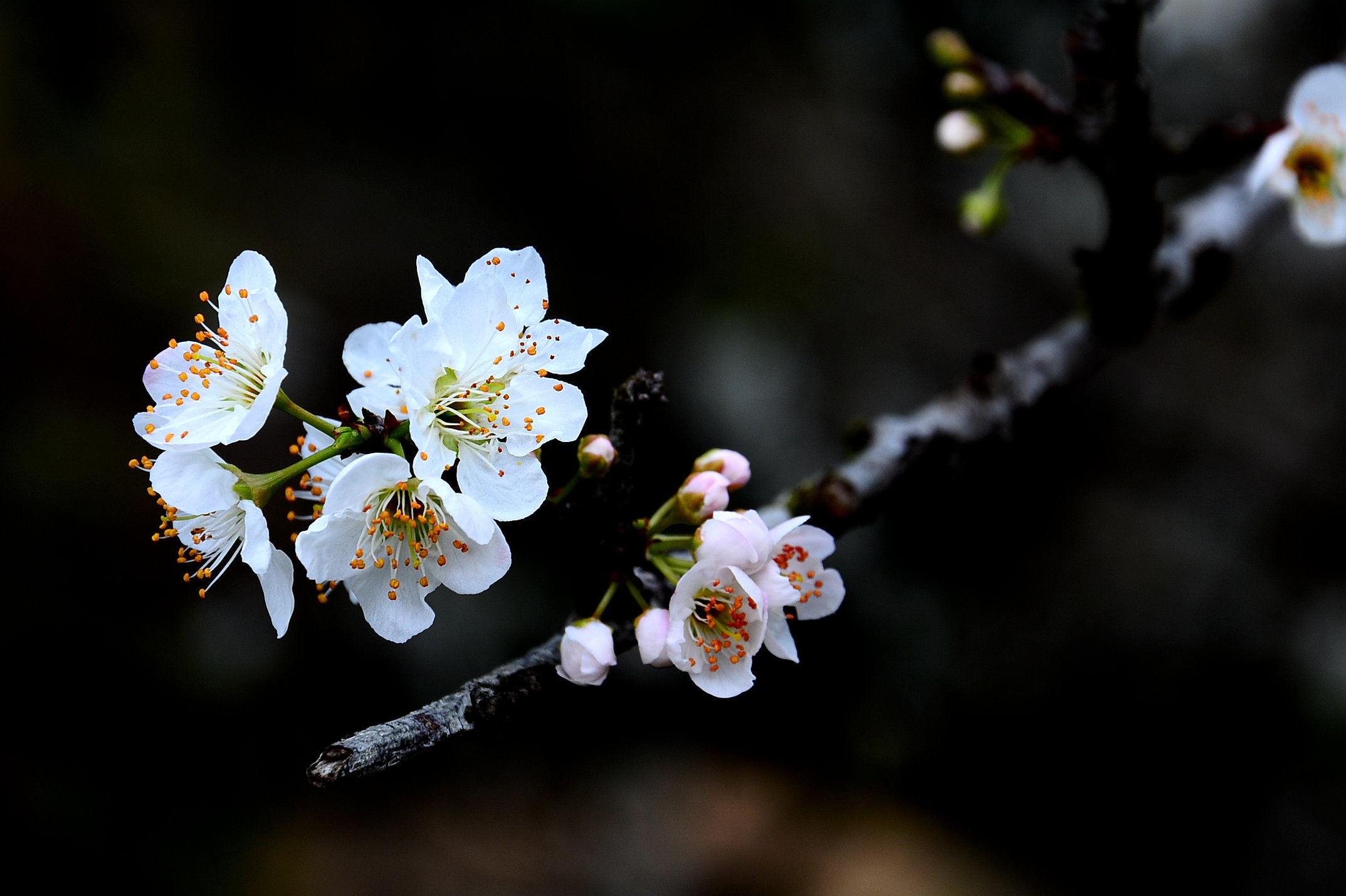 香雪李花