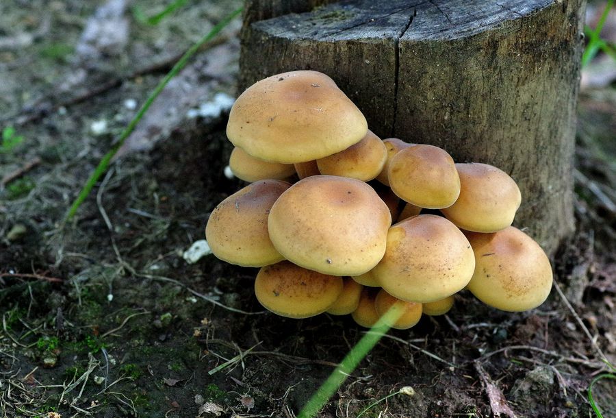 树野生蘑菇.