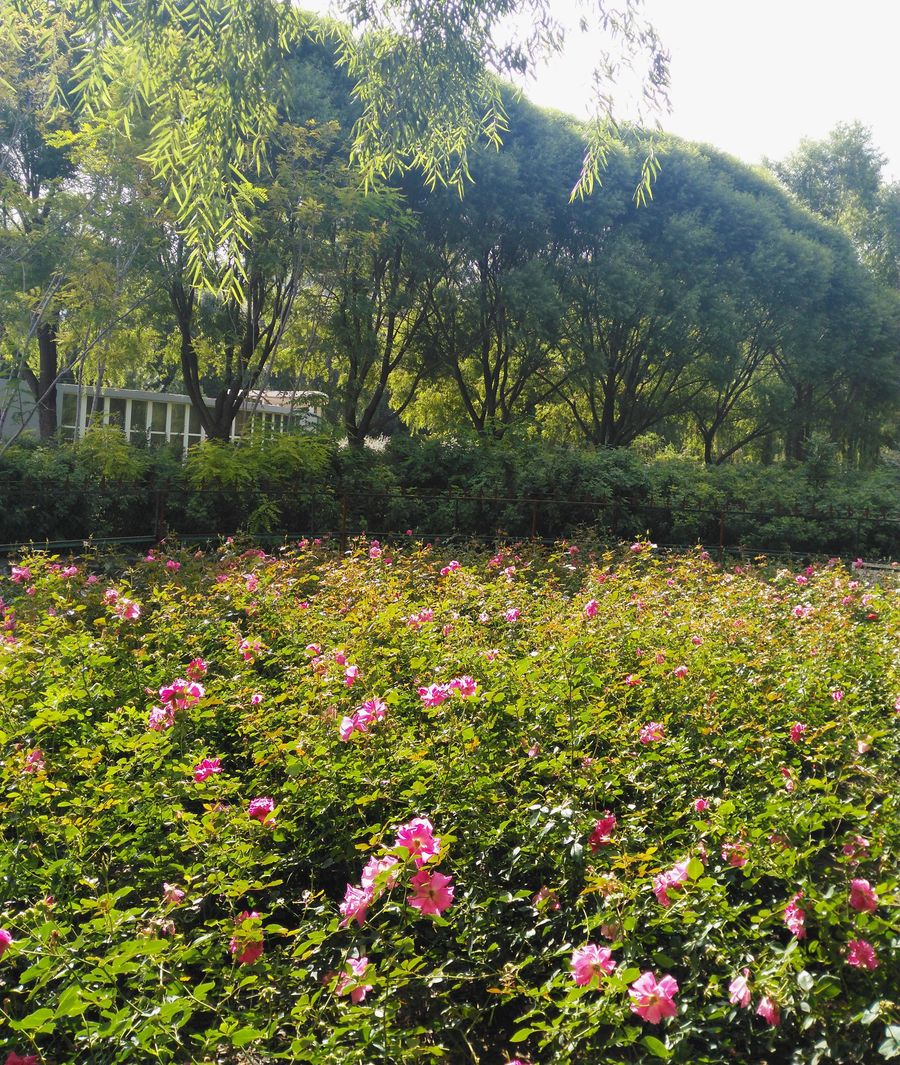 赤峰植物园