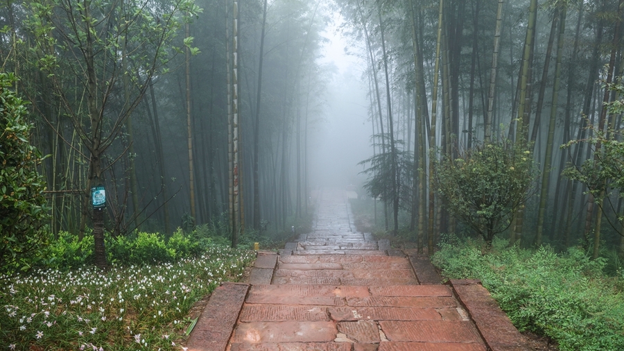 烟雨蒙蒙观竹海