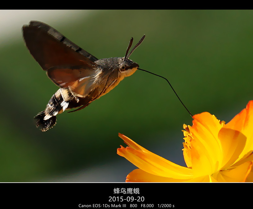 抓拍蜂鸟鹰蛾