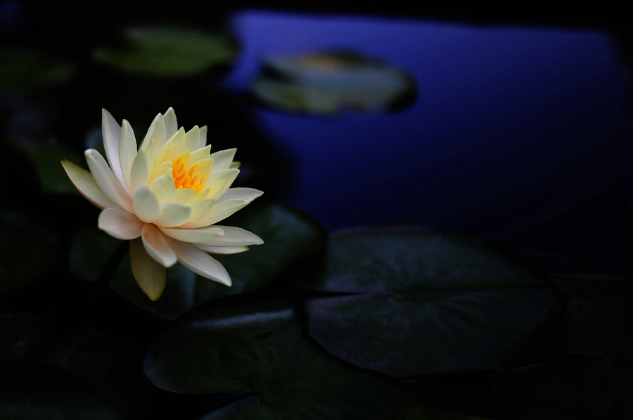 绿花草图片大全大图