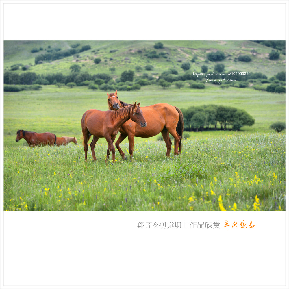 草原骏马