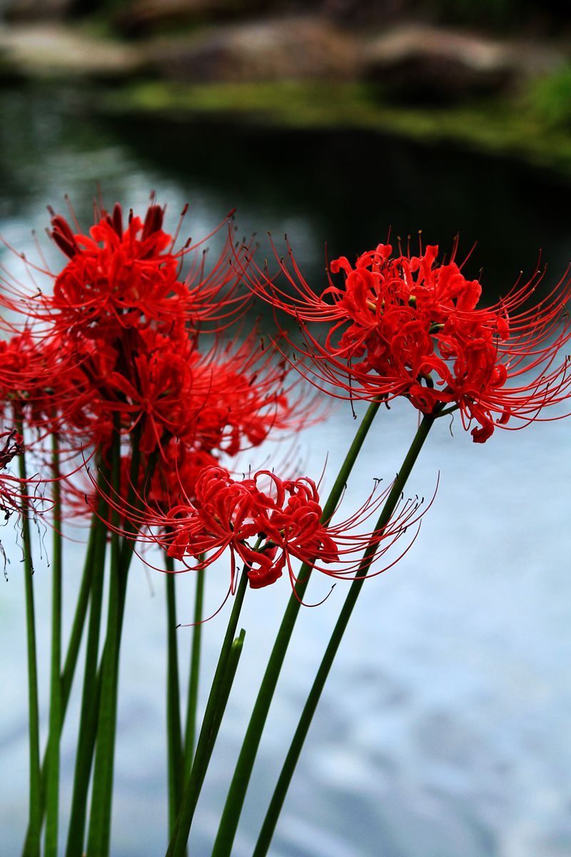 花姿秀丽的红花石蒜