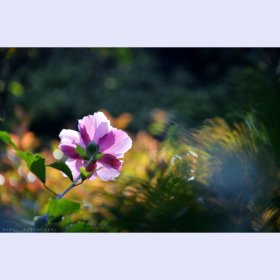 粉紫重瓣木槿花