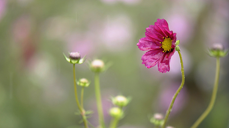 花雨