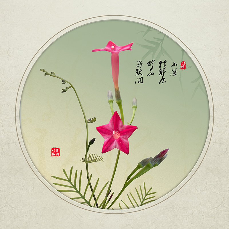 静默花开