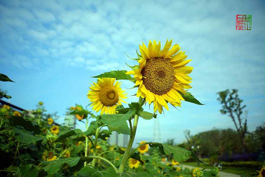 【花海向日葵摄影图片】福州花海公园生态摄影_太平洋