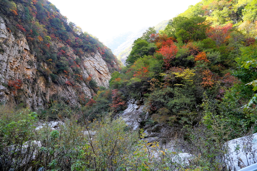 秦岭大峪的秋天