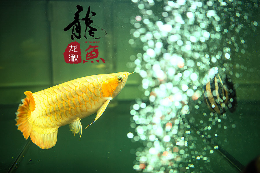 龙鱼