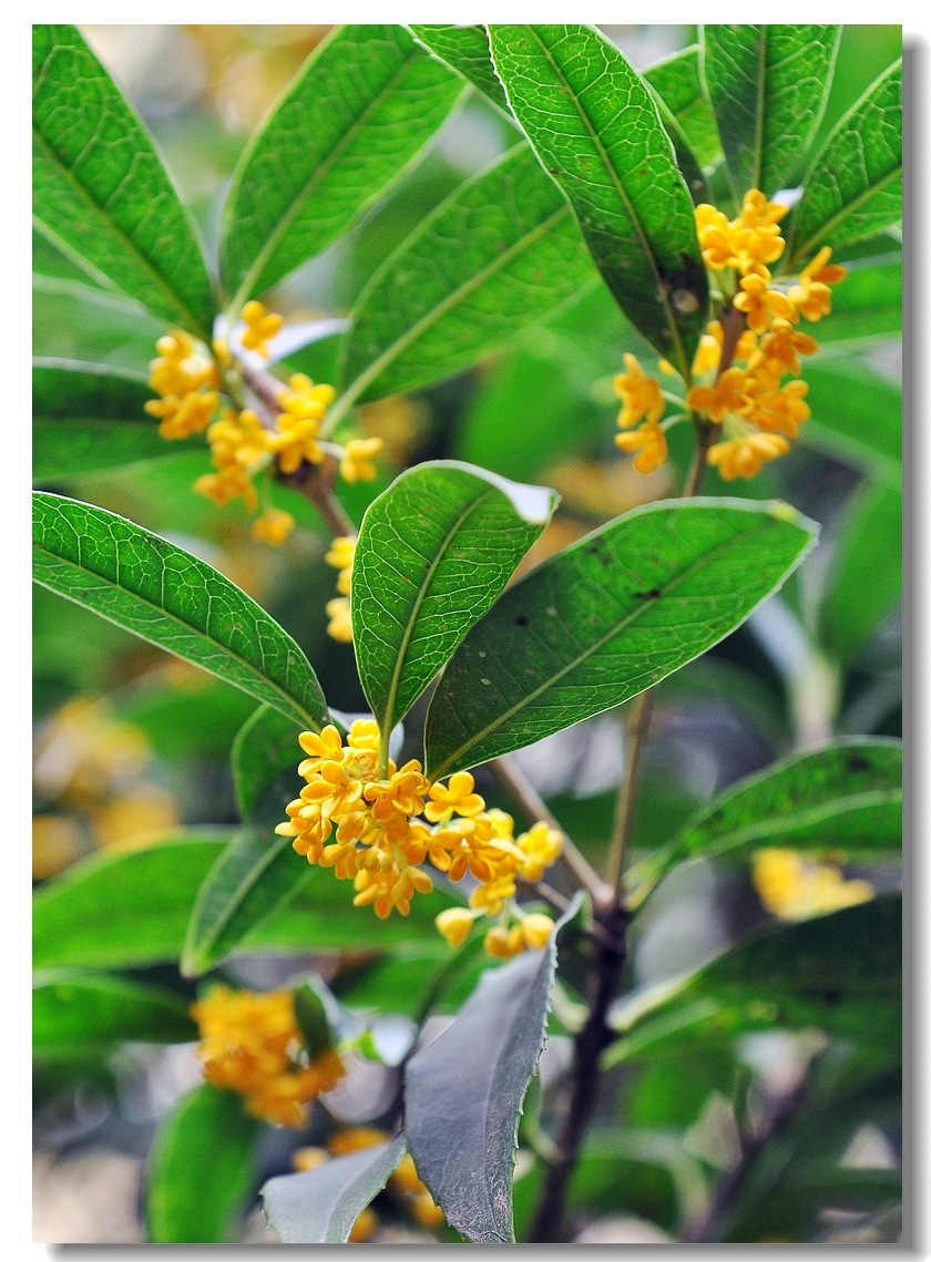 满院桂花开