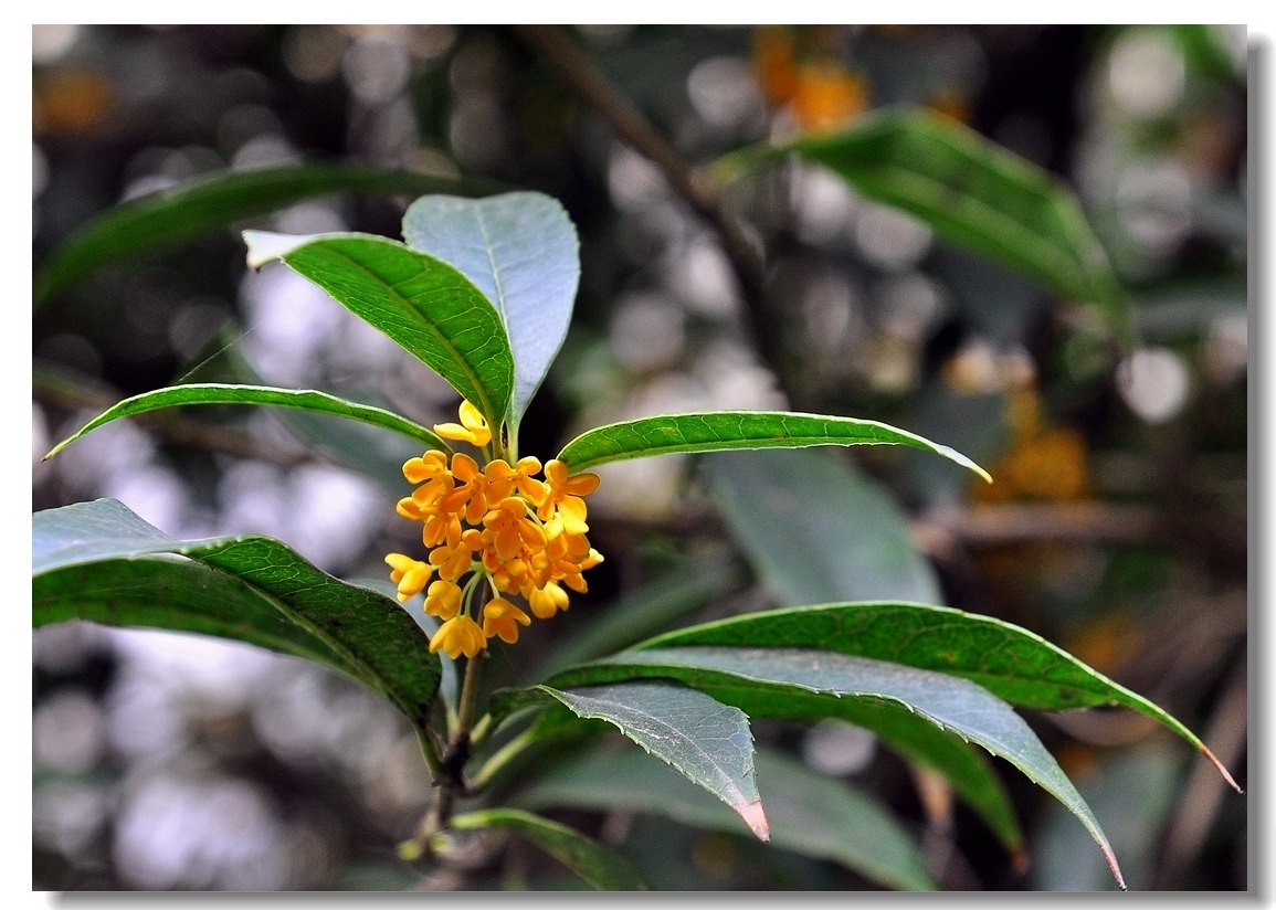 满院桂花开