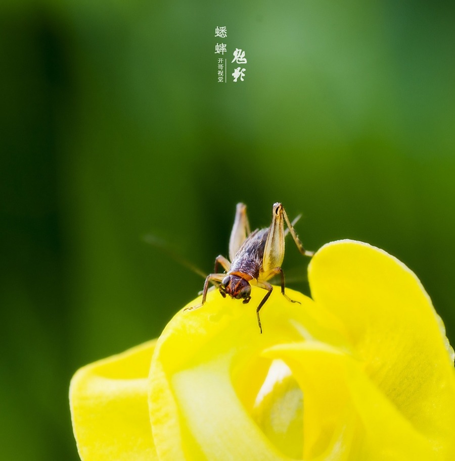 【《蟋蟀魅影》——感悟"独行侠"摄影图片】生态摄影