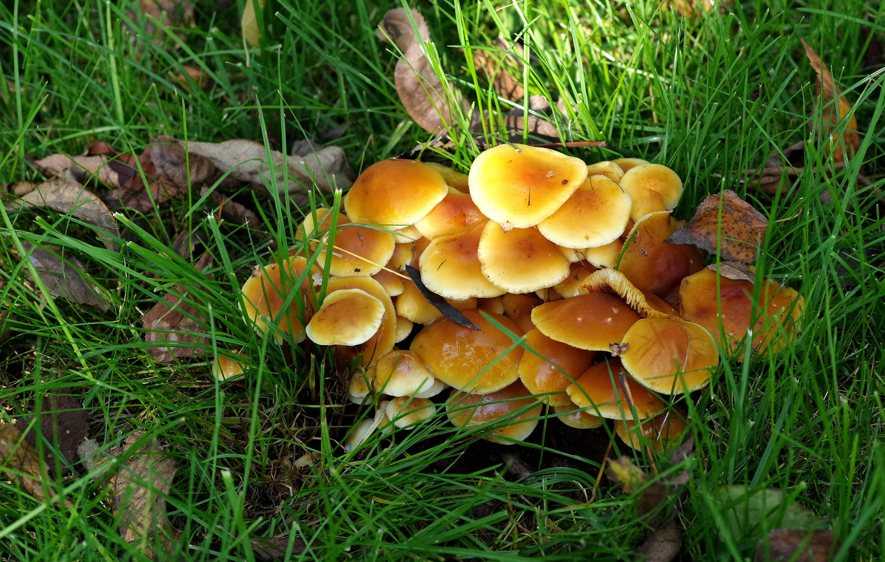 野生的蘑菇.