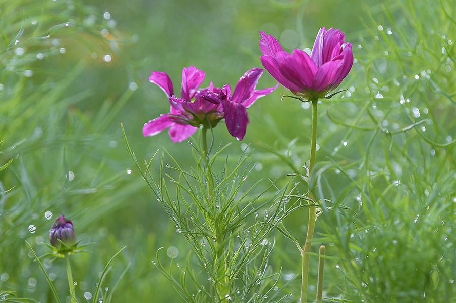 雨后花卉更娇媚