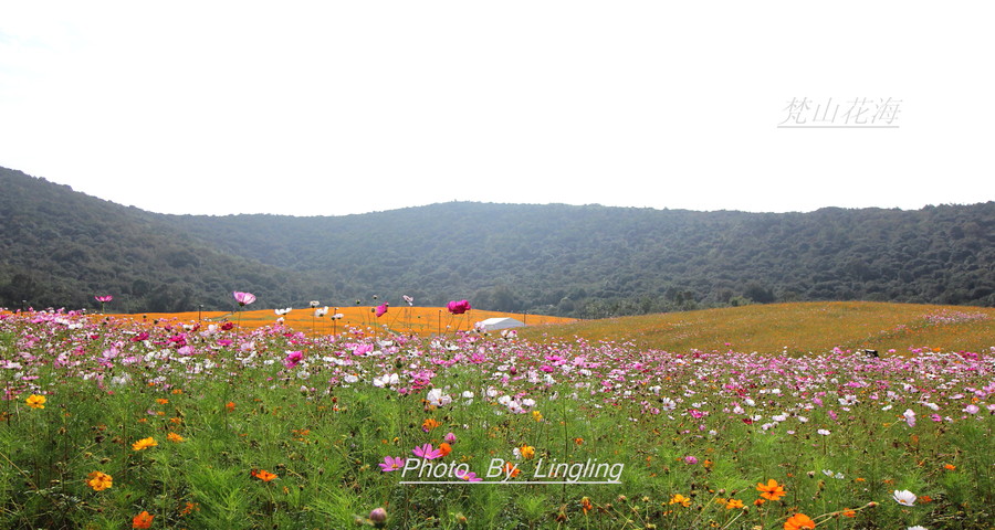 梵山花海
