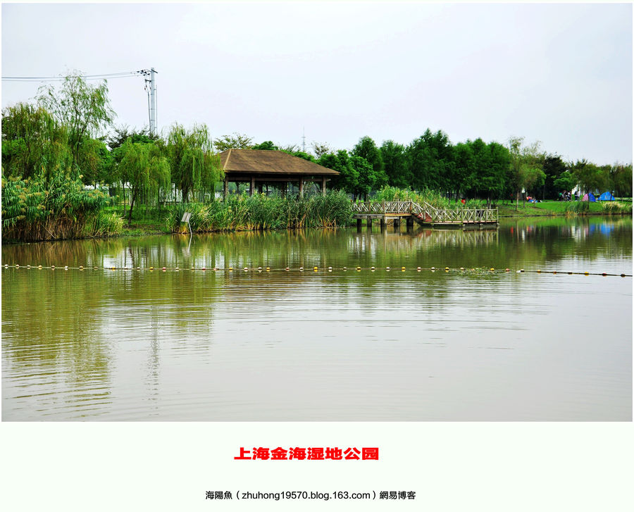 【上海金海湿地公园摄影图片】上海浦东金桥生