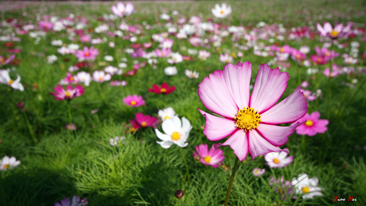 那一片花海