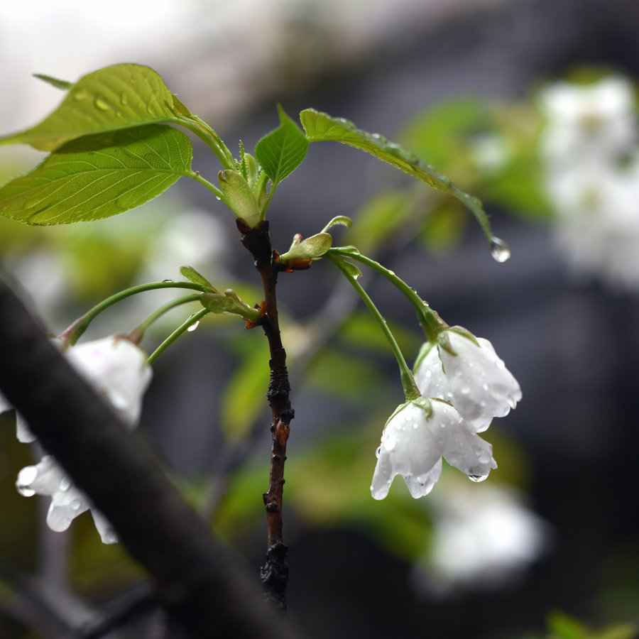 雨中梨花