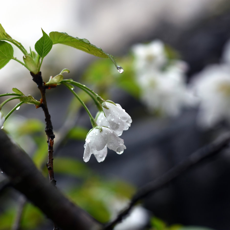 雨中梨花