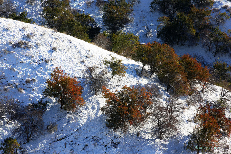 山中雪后