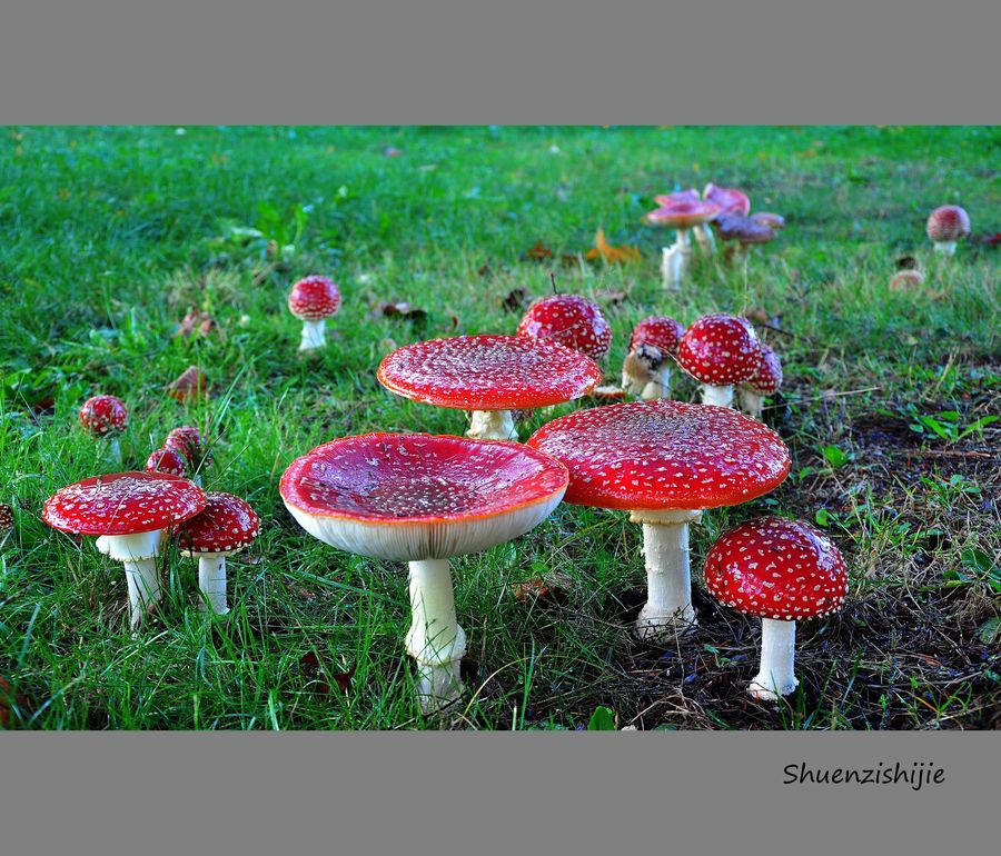 【多彩的蘑菇世界摄影图片】风光旅游摄影