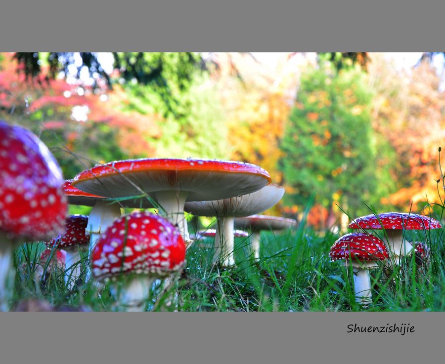 【多彩的蘑菇世界摄影图片】国外摄影