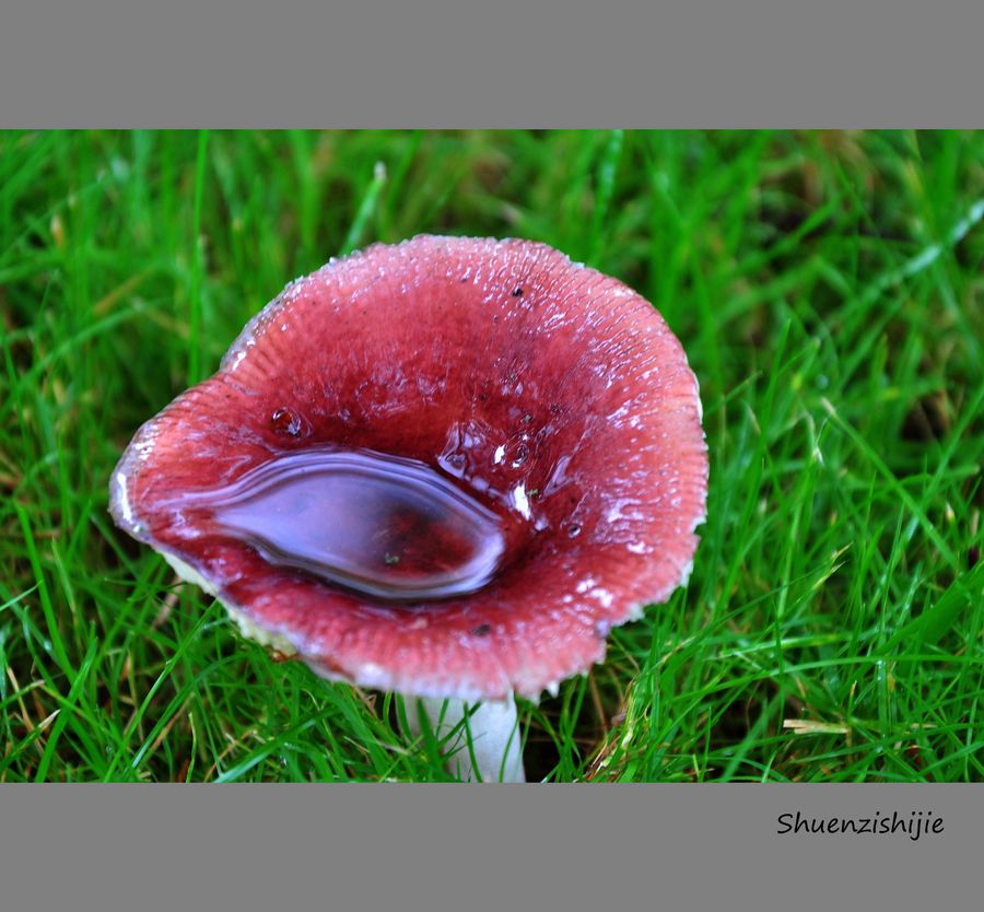 【多彩的蘑菇世界摄影图片】风光旅游摄影