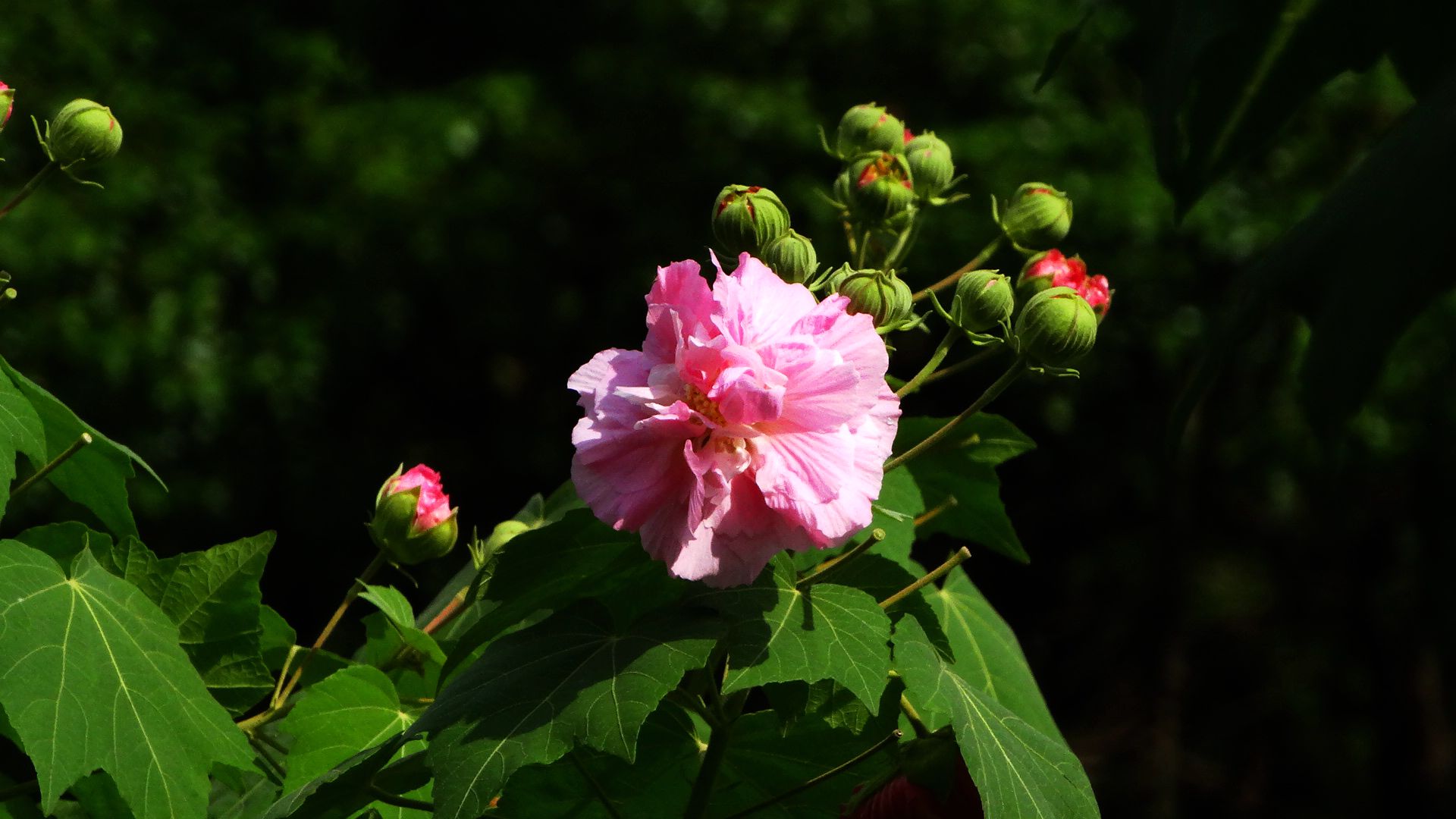 木芙蓉