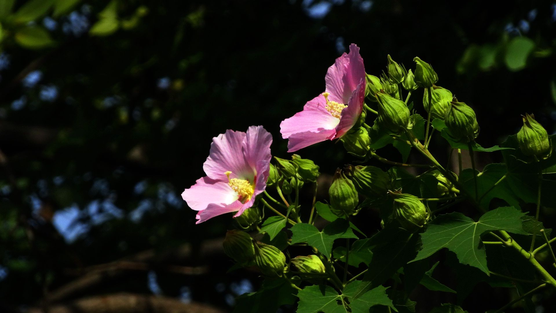 木芙蓉