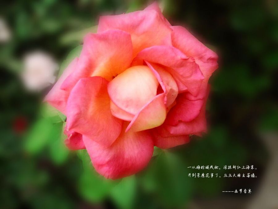 【弄花香滿衣攝影圖片】生態攝影