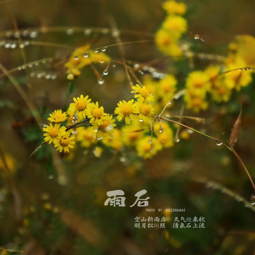 空山新雨后 天气晚来秋