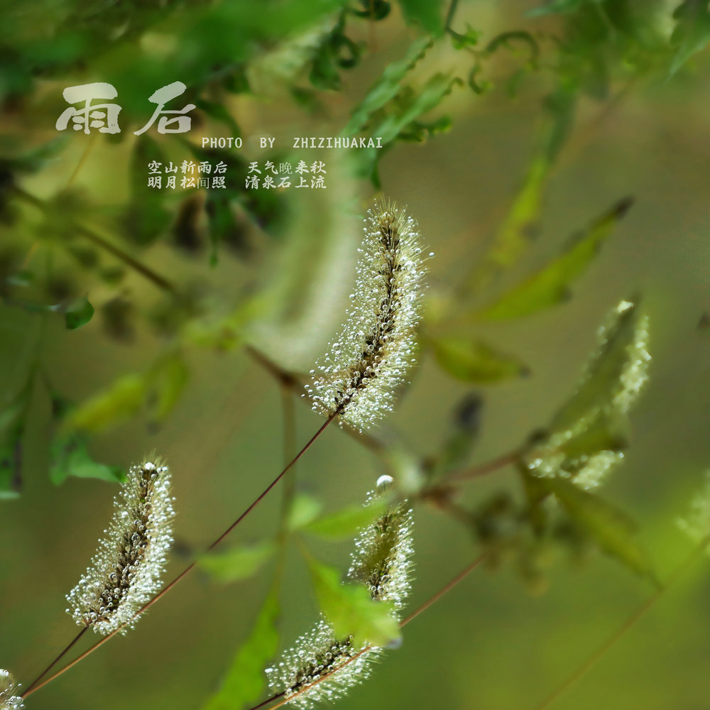 空山新雨后 天气晚来秋