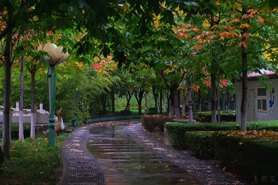 雨中景