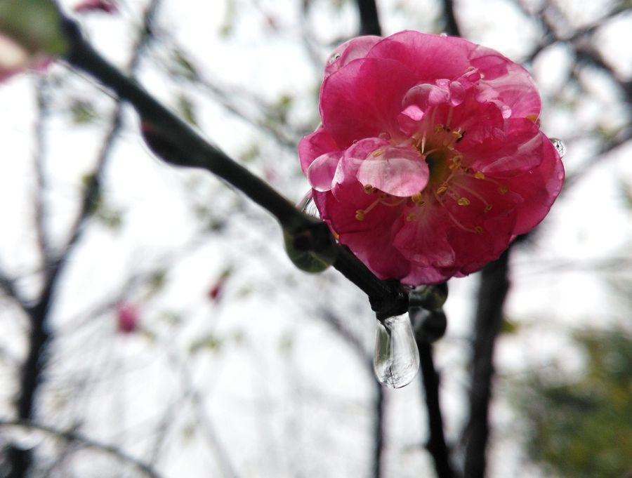 深秋梅花开