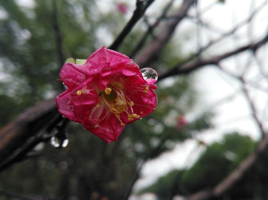 深秋梅花开