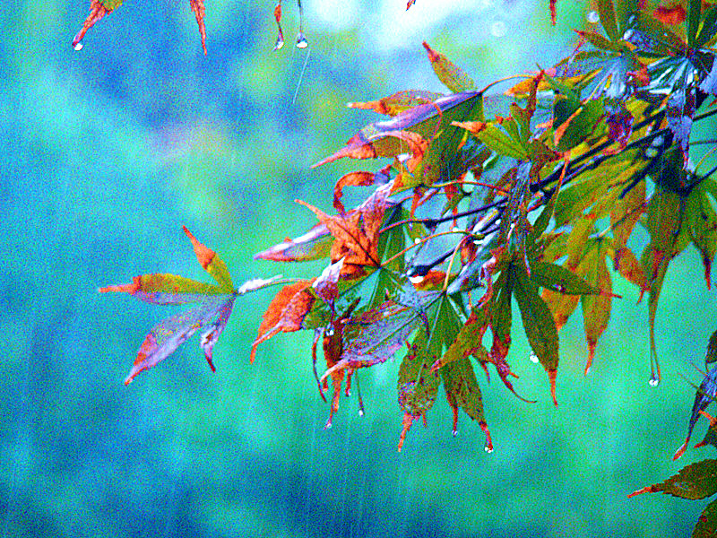 雨打枫叶滴水珠