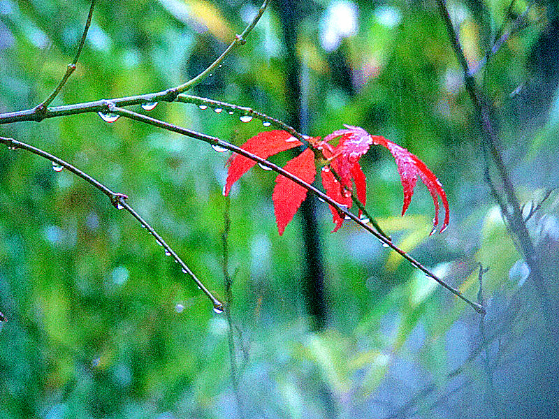 雨打枫叶滴水珠
