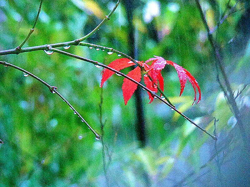 雨打枫叶滴水珠