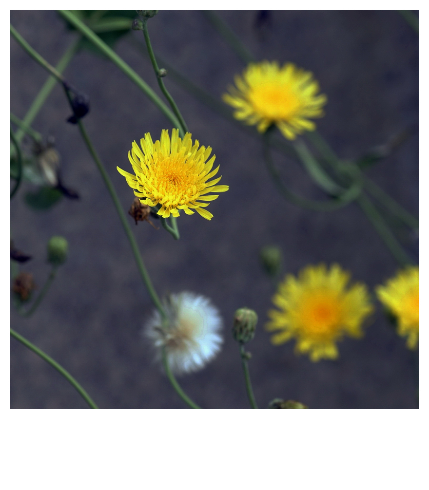 蒲公英,还是菊花?