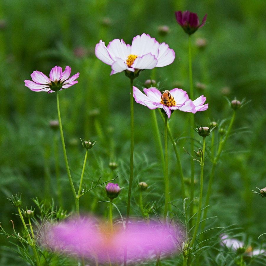 波斯菊